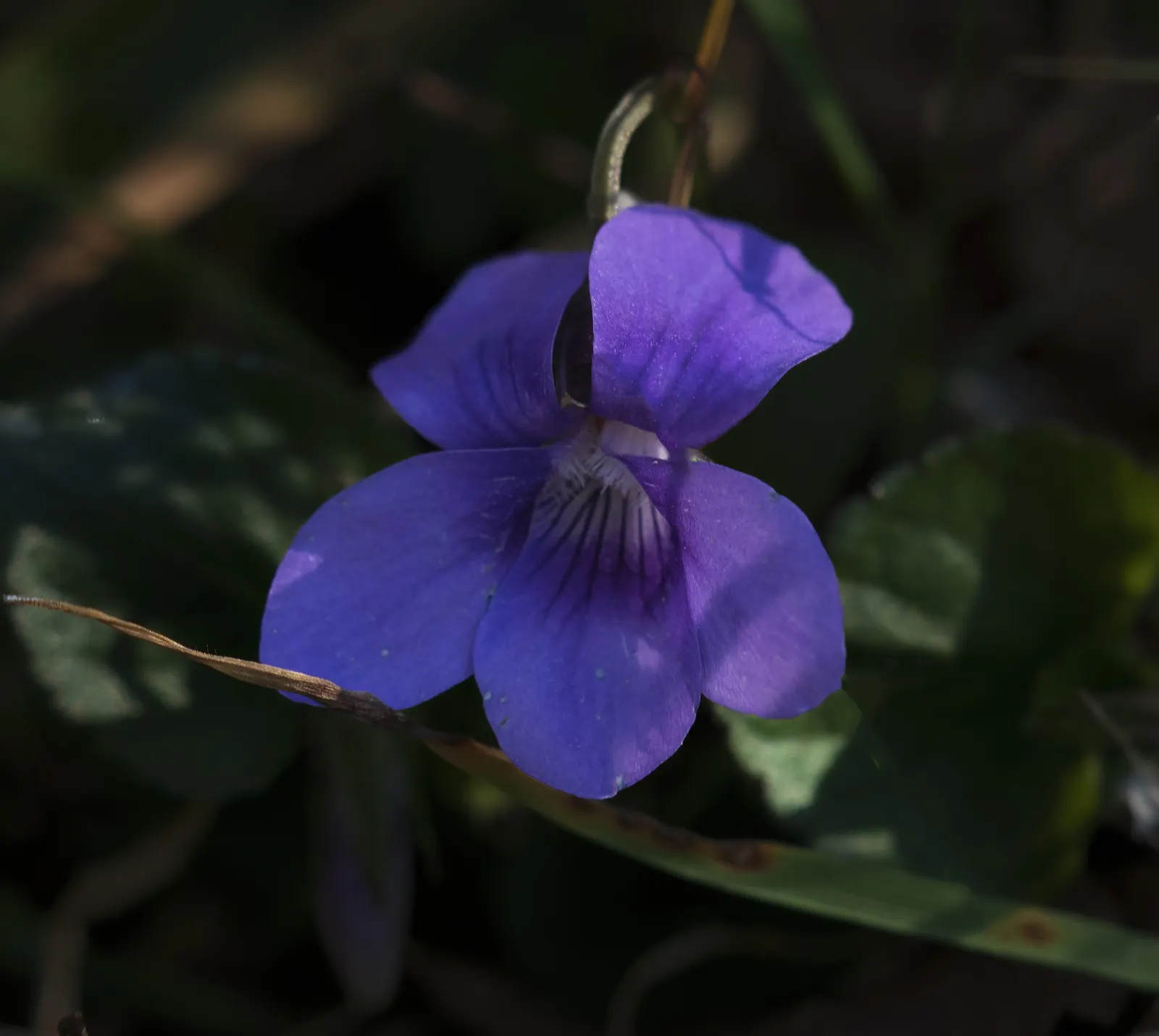 Dog Violet (Viola Adunca) — is a low-lying perennial favored for its resilient nature and early spring blooms