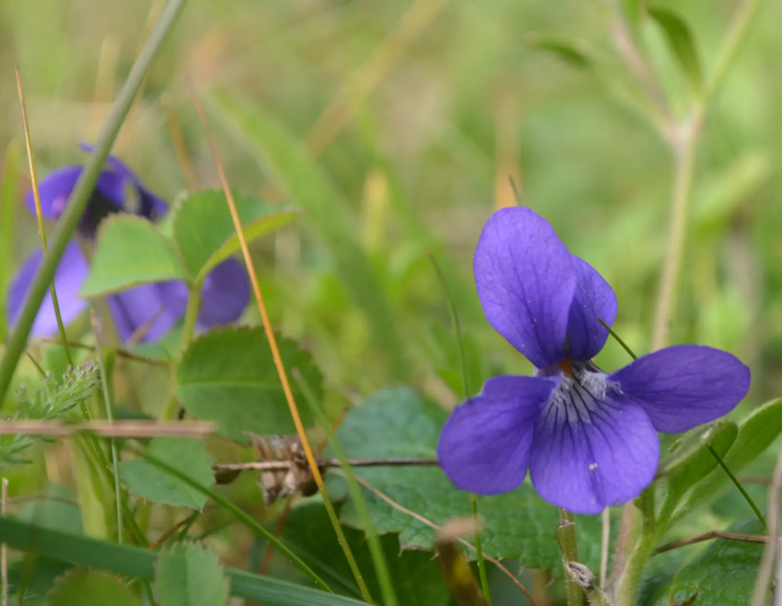 Dog Violet (Viola Adunca) — reaching a mature height of 2-4 inches with a similar spread; preferring well-drained soil, image 106
