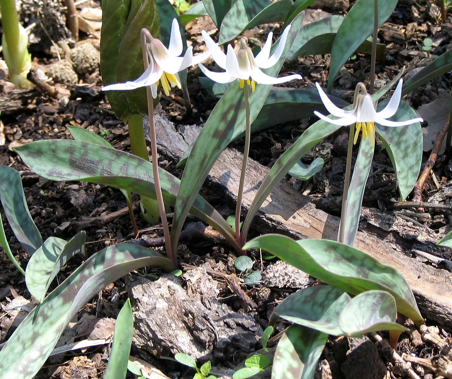 Dog Violet (Viola Adunca) — Viola adunca thrives in USDA hardiness zones 3 through 9, image 38