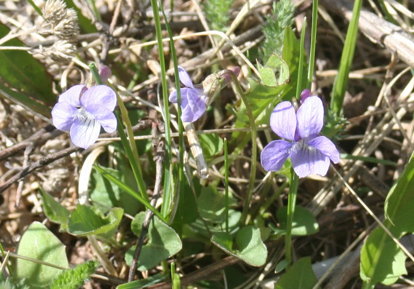Dog Violet (Viola Adunca) — reaching a mature height of 2-4 inches with a similar spread
