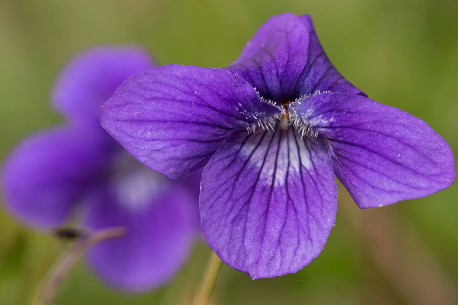 Dog Violet (Viola Adunca) — allowing for dense ground cover without overwhelming surrounding plants