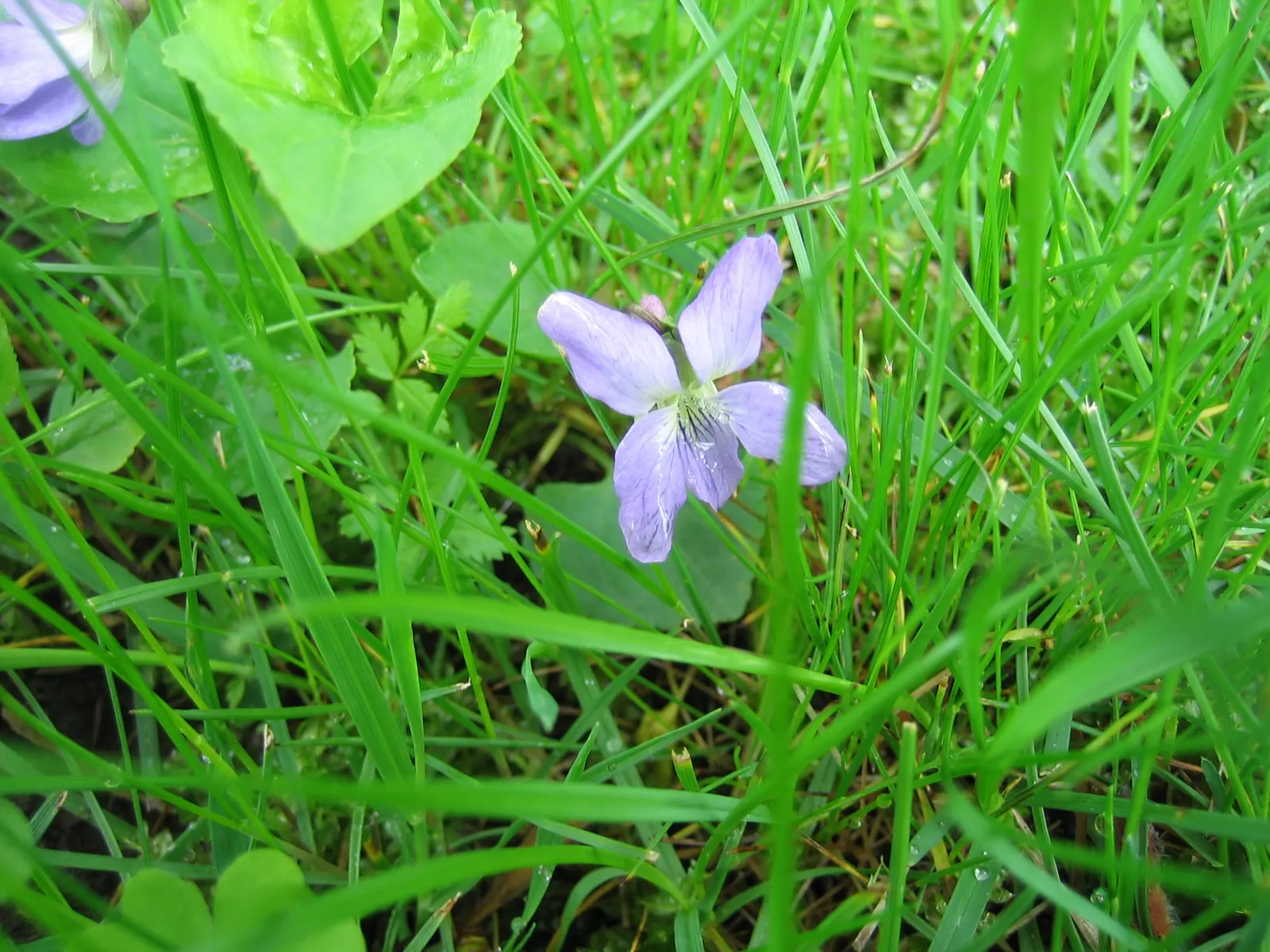 Dog Violet (Viola Adunca) — thereby supporting local biodiversity