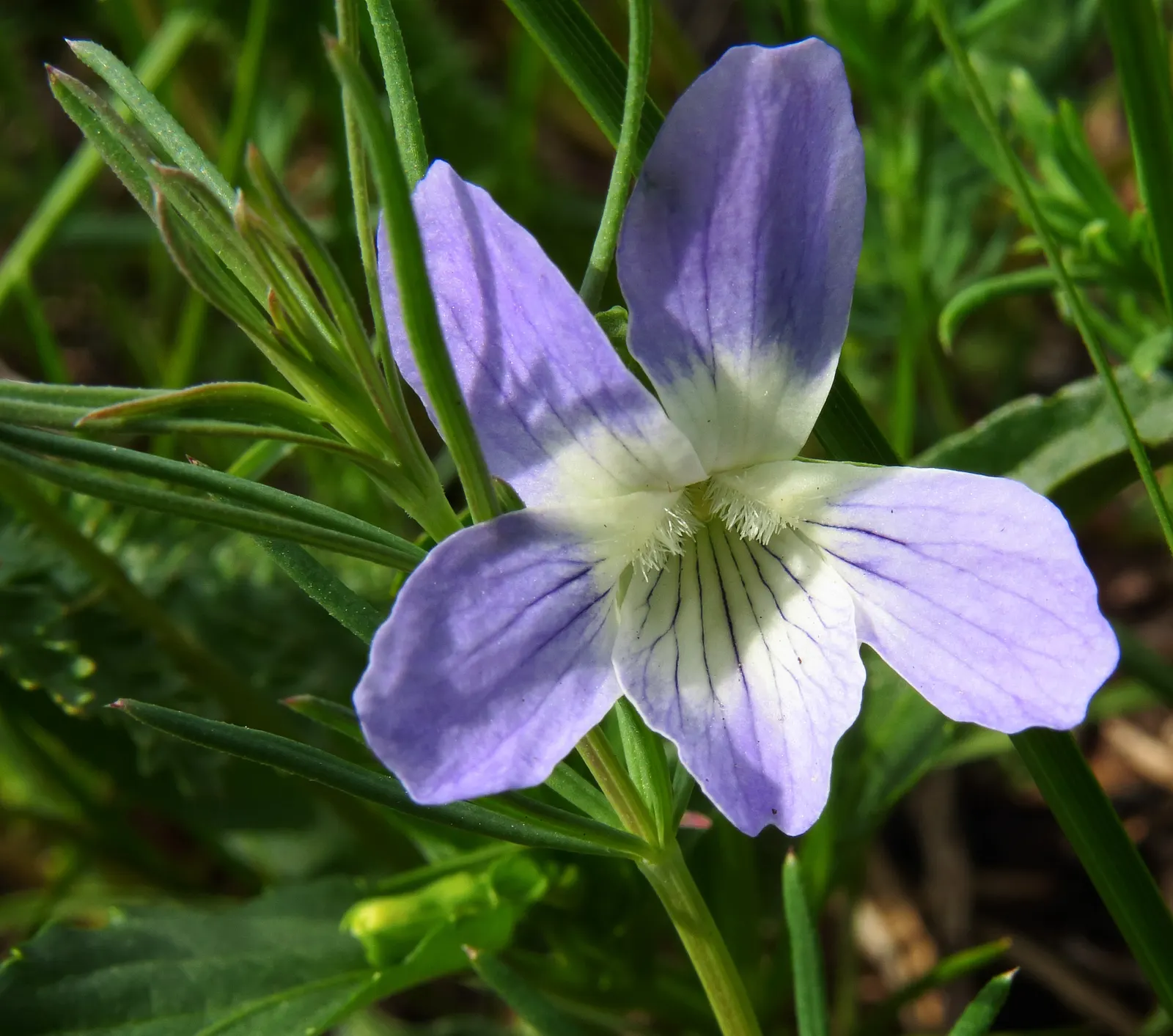 Dog Violet (Viola Adunca) — roughly about 0.25 to 0.5 inches in diameter