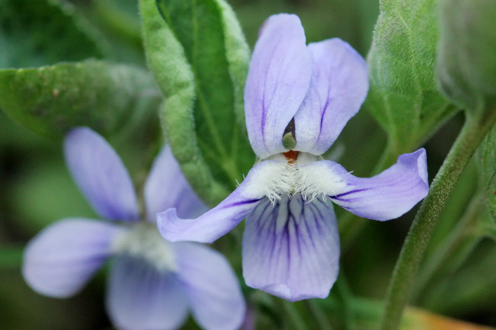 Dog Violet (Viola Adunca) — commonly called Dog Violet; preferring well-drained soils, image 151
