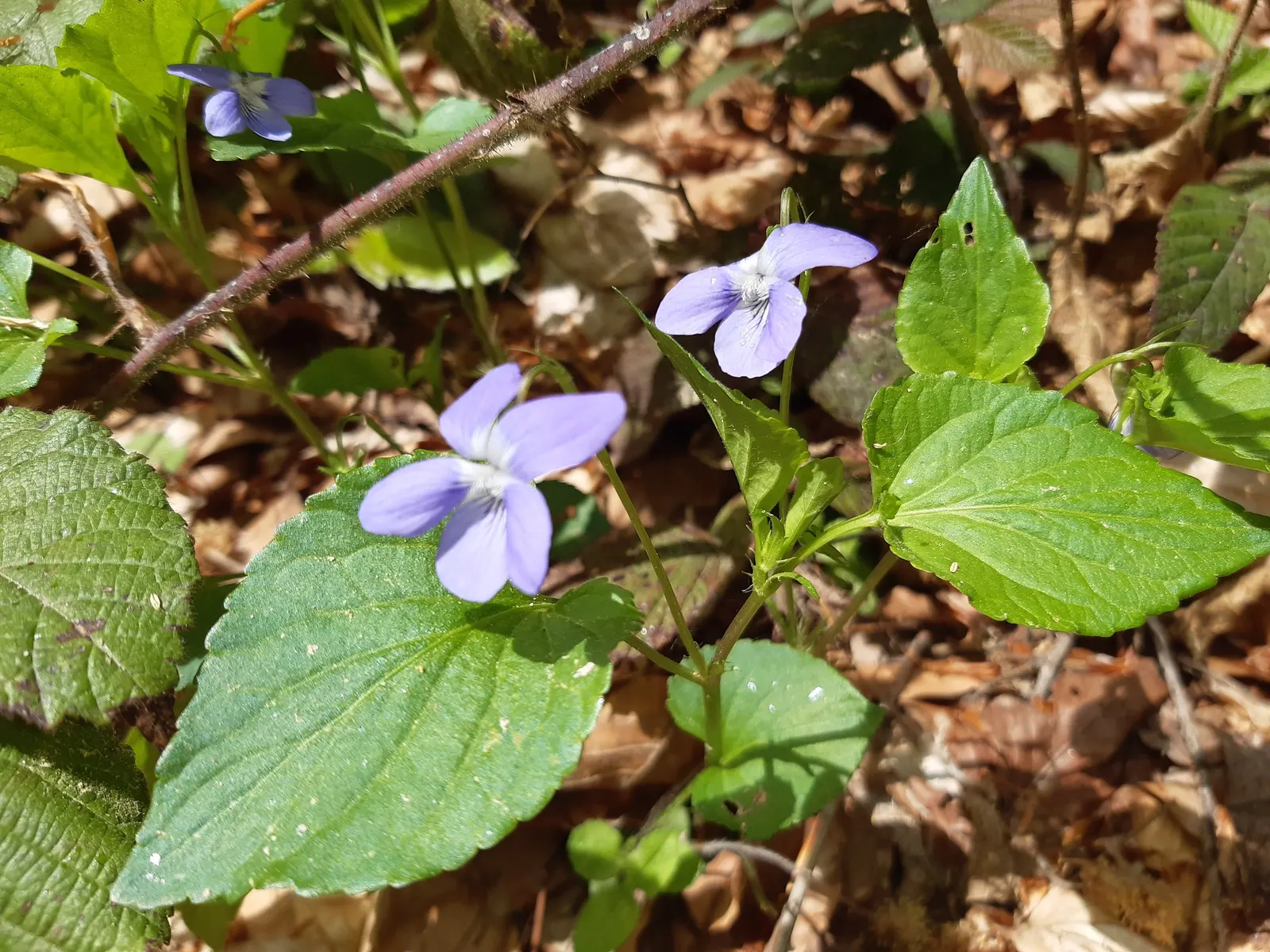 Dog Violet (Viola Adunca) — offering a naturalized look when grown en masse; this North American native typically blooms from late spring to early summer