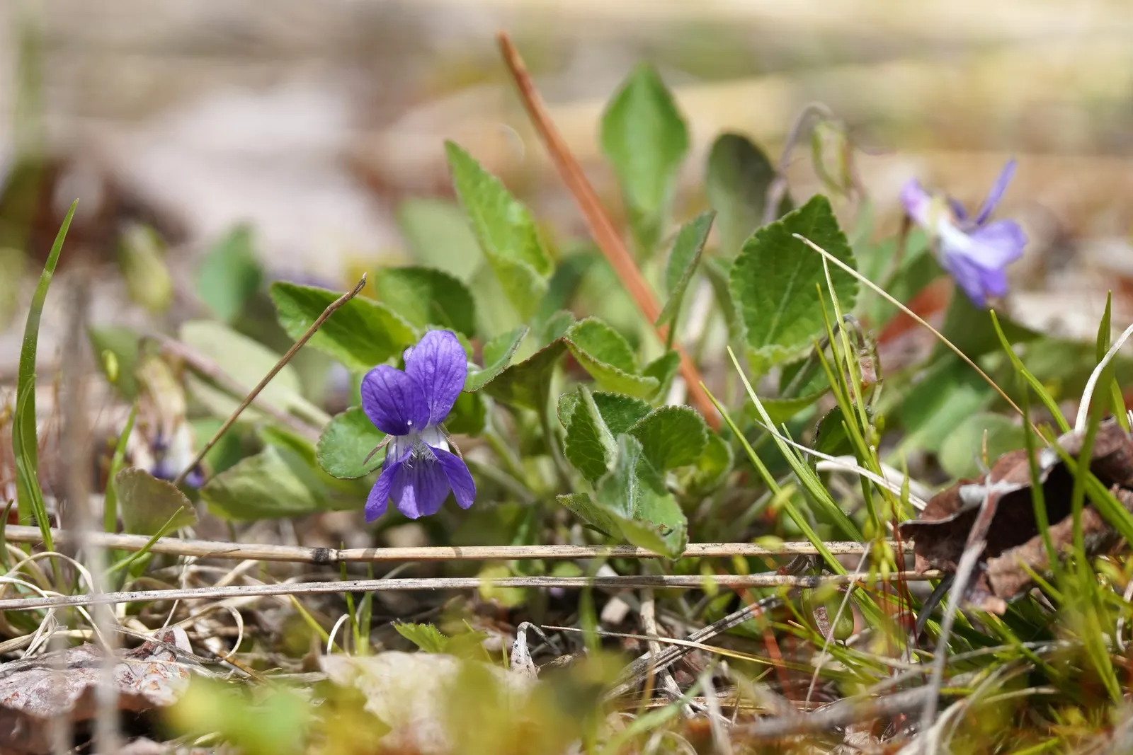 Dog Violet (Viola Adunca) — The Dog Violet requires moderate moisture levels; regular watering is recommended especially in dry periods; to a garden