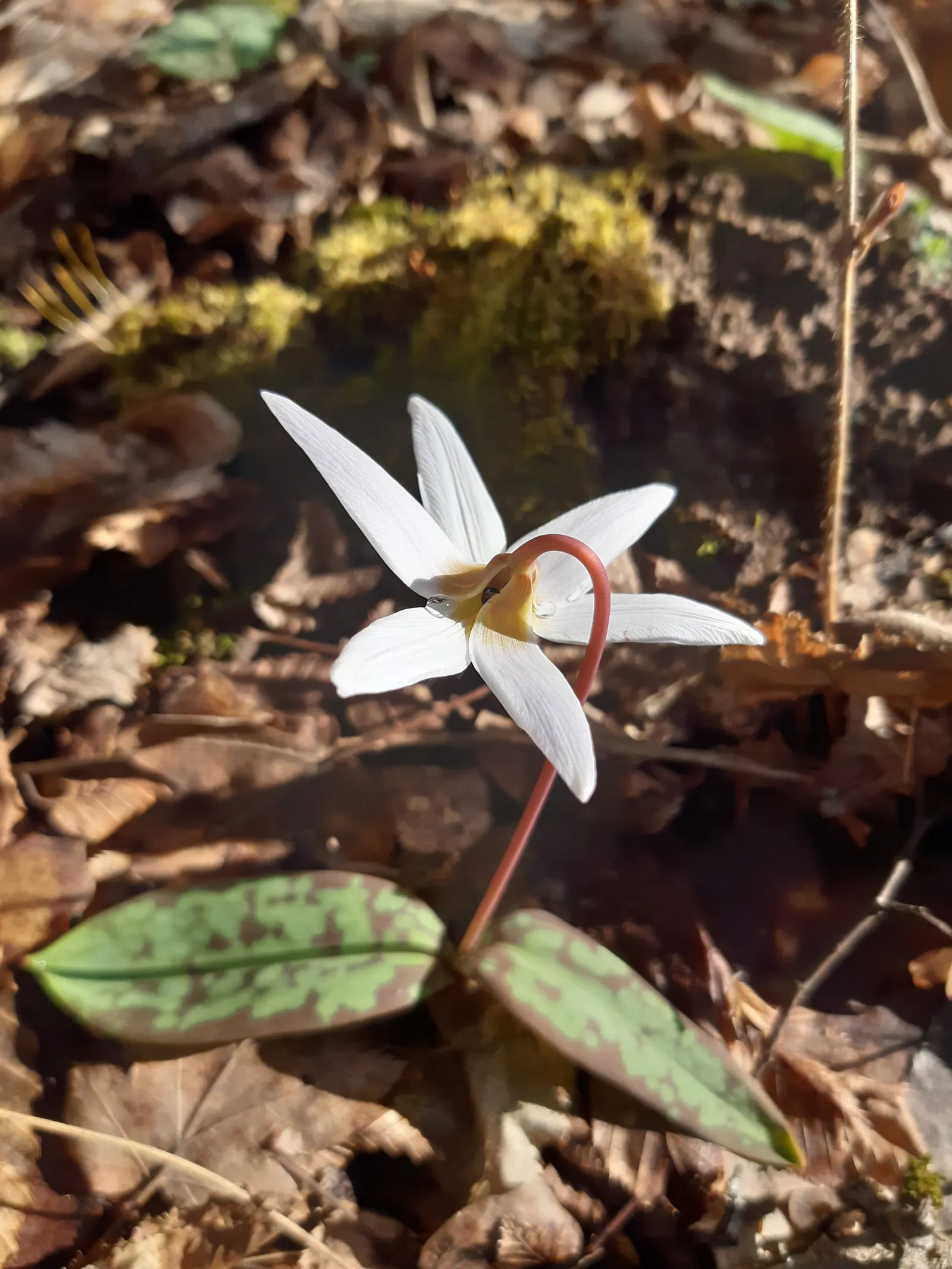 Dog Violet (Viola Adunca) — thereby supporting local biodiversity; commonly called Dog Violet, image 147