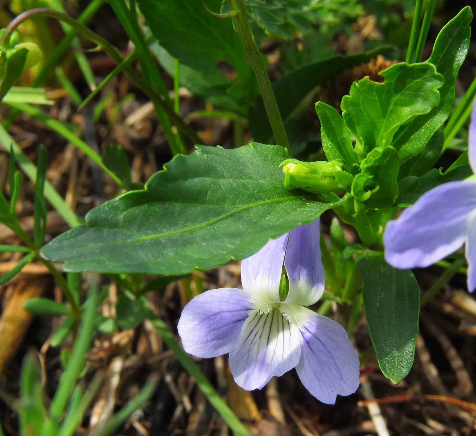 Dog Violet (Viola Adunca) — It grows to a modest height of about 4 to 6 inches with a similar spread; offering a naturalized look when grown en masse