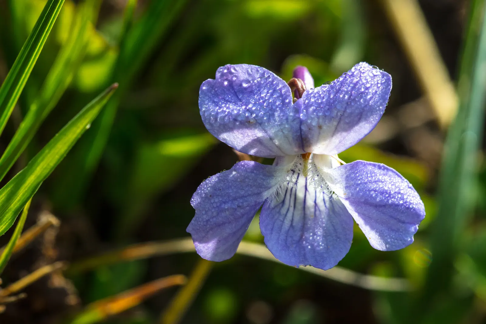Dog Violet (Viola Adunca) — is a low-lying perennial favored for its resilient nature and early spring blooms; roughly about 0.25 to 0.5 inches in diameter