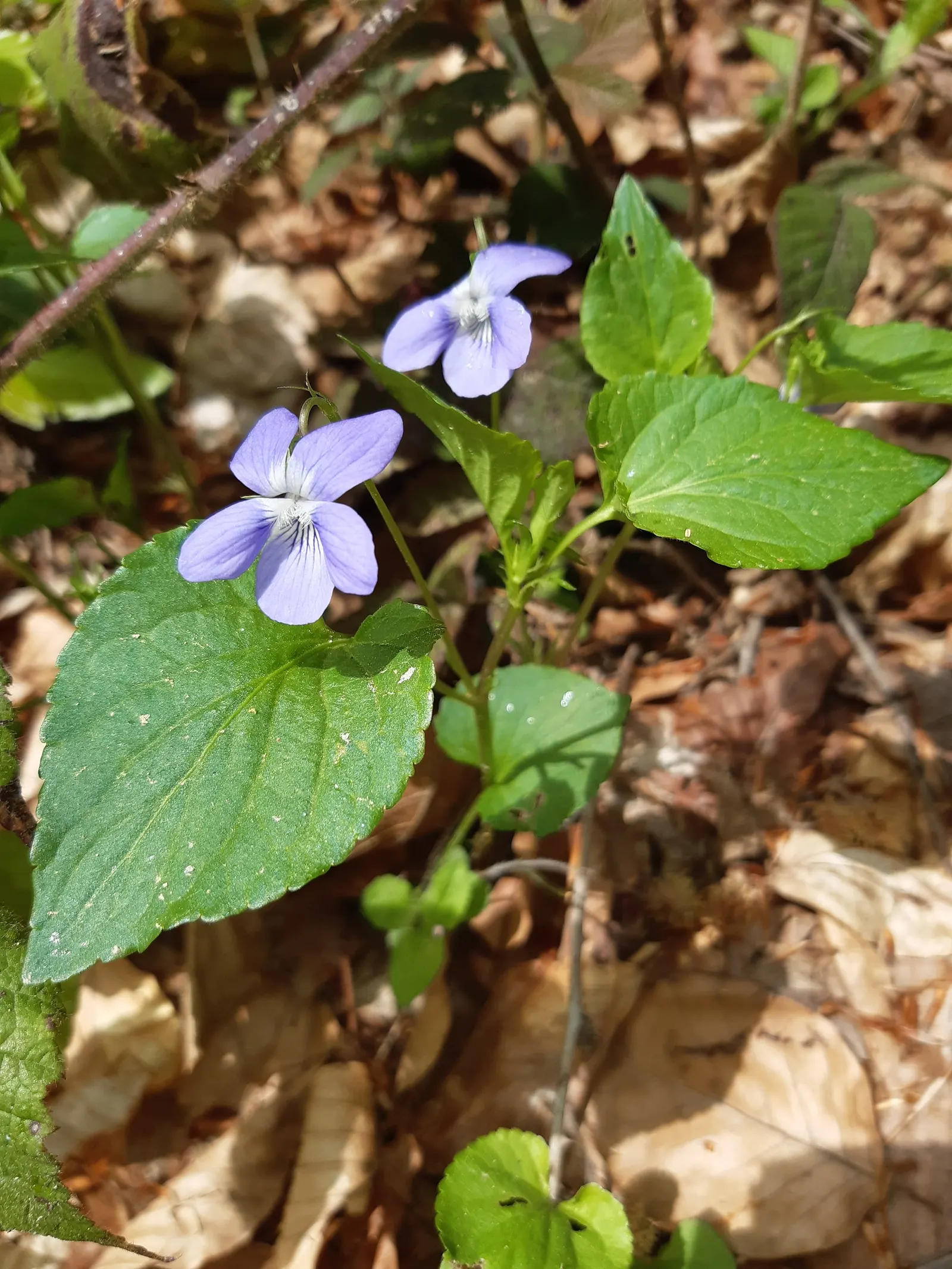 Dog Violet (Viola Adunca) — It is relatively low-maintenance, seldom bothered by pests or diseases; <br><br>Its foliage is lance-shaped and medium, image 71
