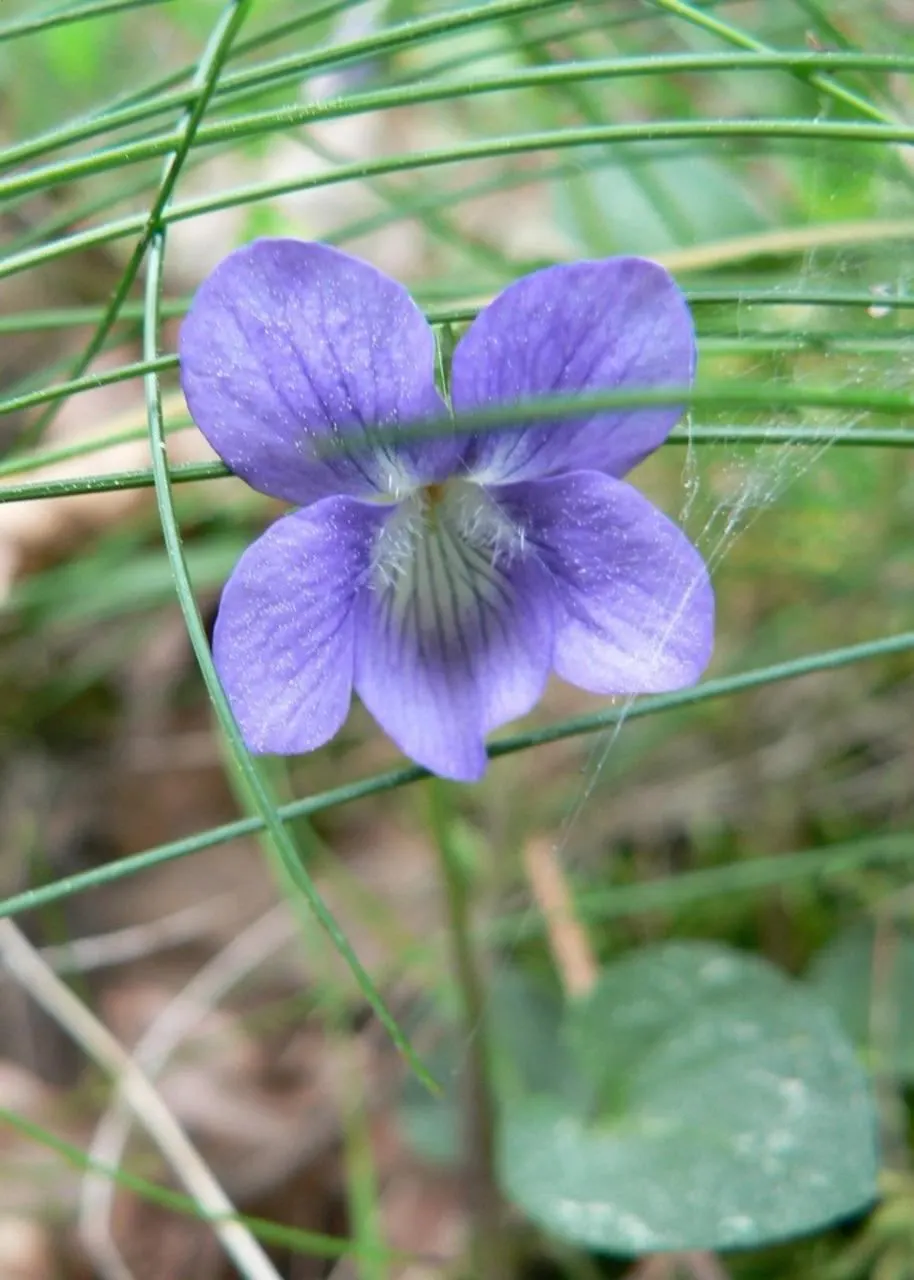 Dog Violet (Viola Adunca) — is a low-lying perennial favored for its resilient nature and early spring blooms; roughly about 0.25 to 0.5 inches in, image 52