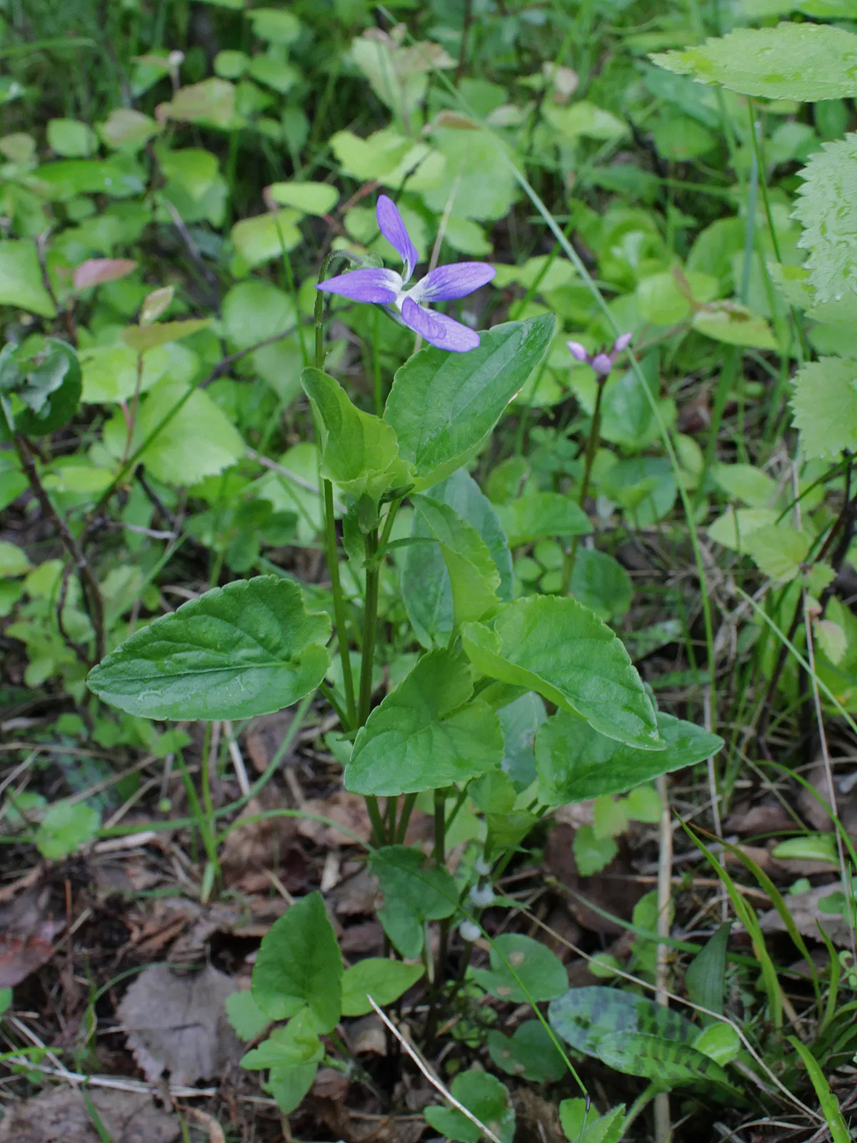 Dog Violet (Viola Adunca) — this plant is ideal for rock gardens or woodland borders; is a low-lying perennial favored for its resilient nature and, image 90