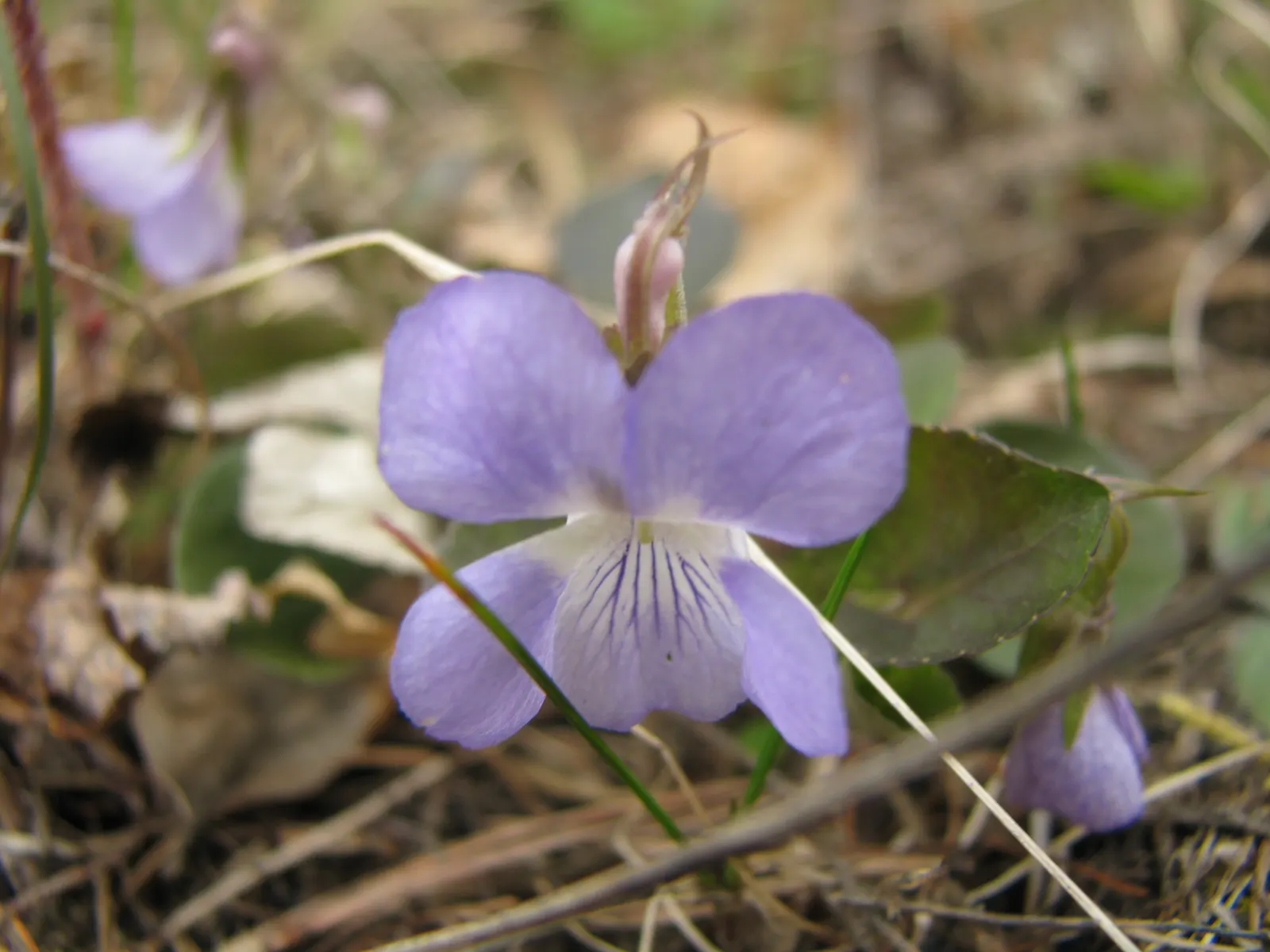 Dog Violet (Viola Adunca) — it thrives in USDA zones 3-7; ideal for woodland gardens, this species offers both aesthetic appeal and support for local