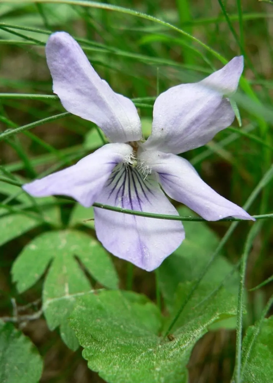 Dog Violet (Viola Adunca) — Viola adunca thrives in USDA hardiness zones 3 through 9, image 63