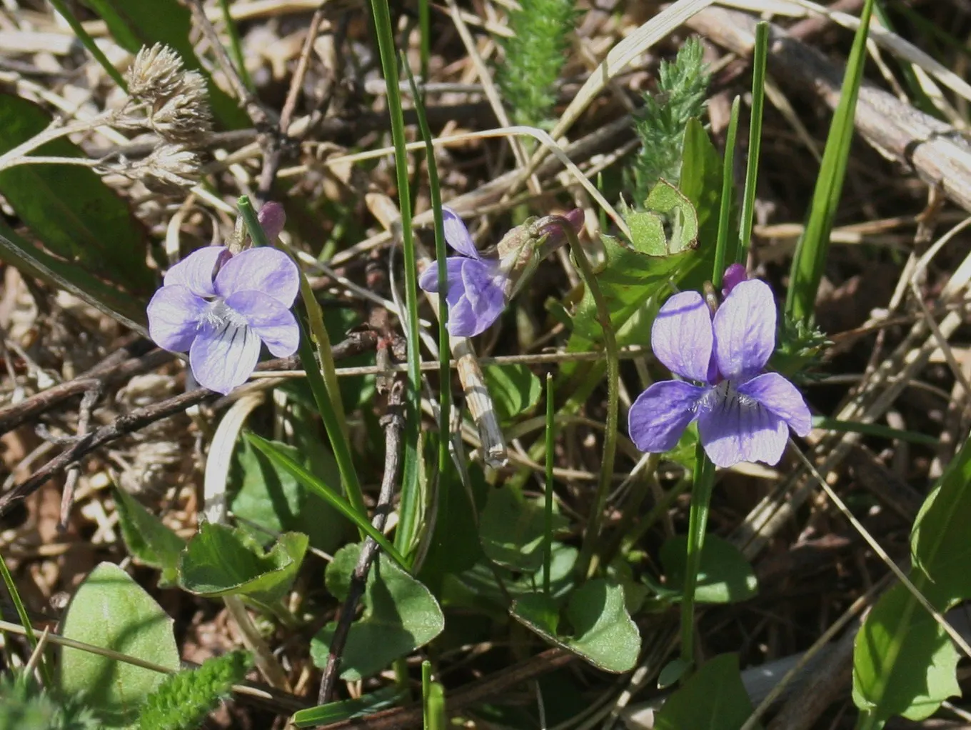 Dog Violet (Viola Adunca) — this plant is ideal for rock gardens or woodland borders; is a low-lying perennial favored for its resilient nature and, image 65