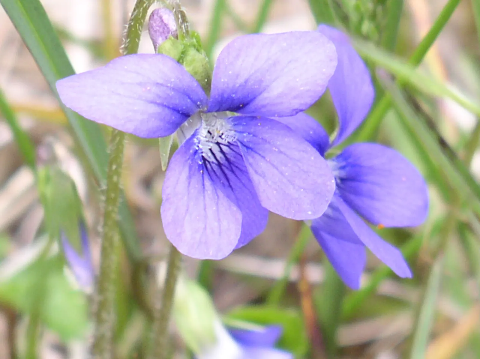 Dog Violet (Viola Adunca) — roughly about 0.25 to 0.5 inches in diameter; ground cover / perennial with blue blooms, image 61