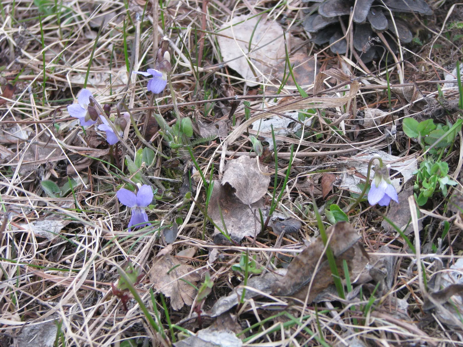 Dog Violet (Viola Adunca) — It grows to a modest height of about 4 to 6 inches with a similar spread; offering a naturalized look when grown en, image 167