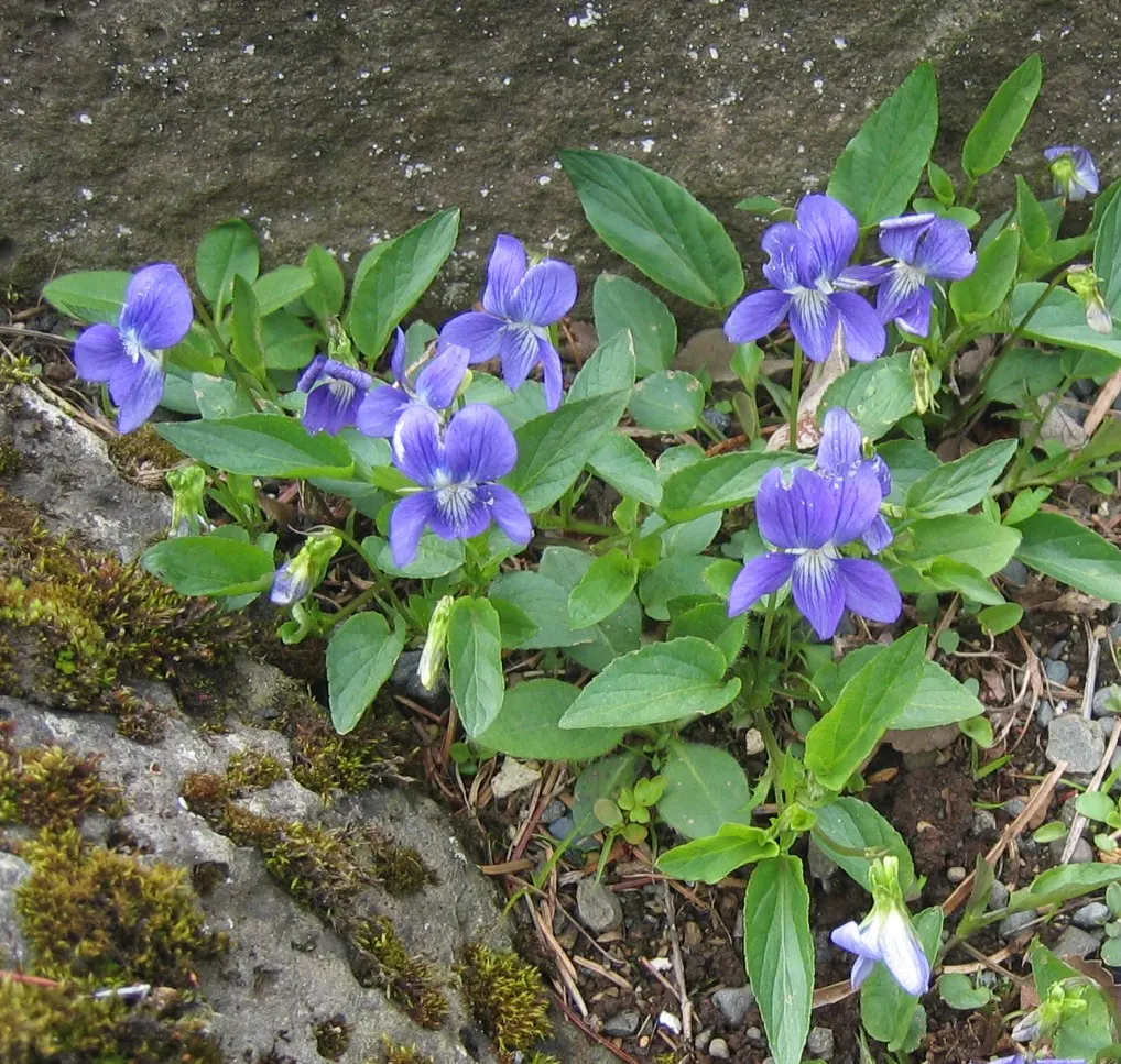 Dog Violet (Viola Adunca) — This North American native typically blooms from late spring to early summer; with its blossoms providing subtle, image 84