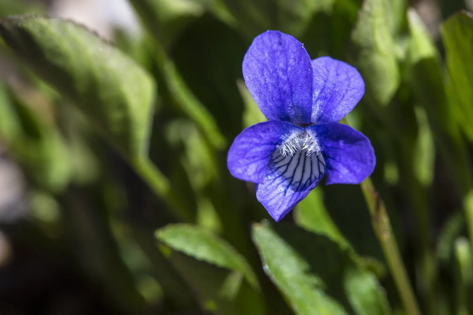 Dog Violet (Viola Adunca) — this plant is ideal for rock gardens or woodland borders; is a low-lying perennial favored for its resilient nature and early
