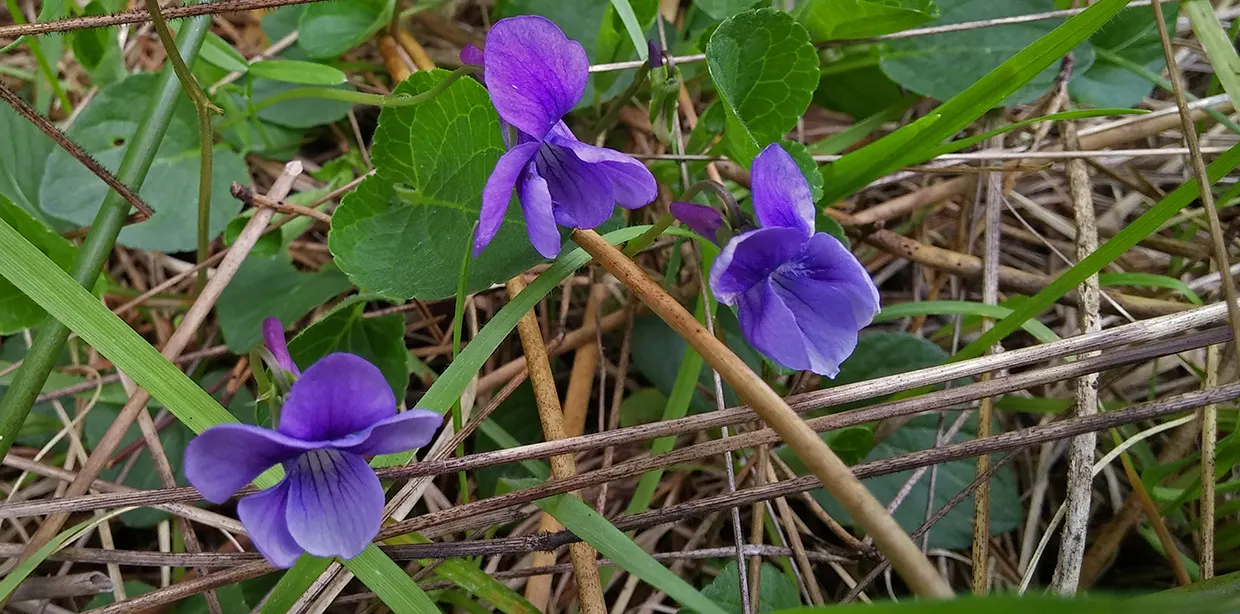 Dog Violet (Viola Adunca) — thereby supporting local biodiversity; commonly called Dog Violet, image 97
