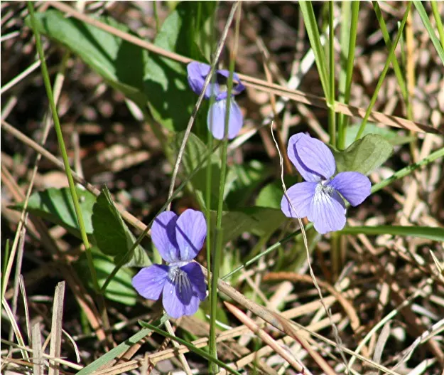 Dog Violet (Viola Adunca) — it thrives in USDA zones 3-7; ideal for woodland gardens, this species offers both aesthetic appeal and support for, image 80