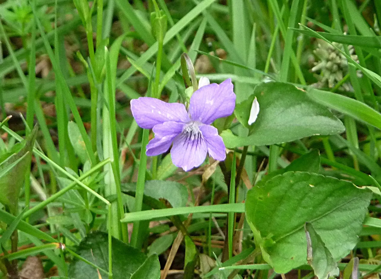 Dog Violet (Viola Adunca) — with its blossoms providing subtle dimensions