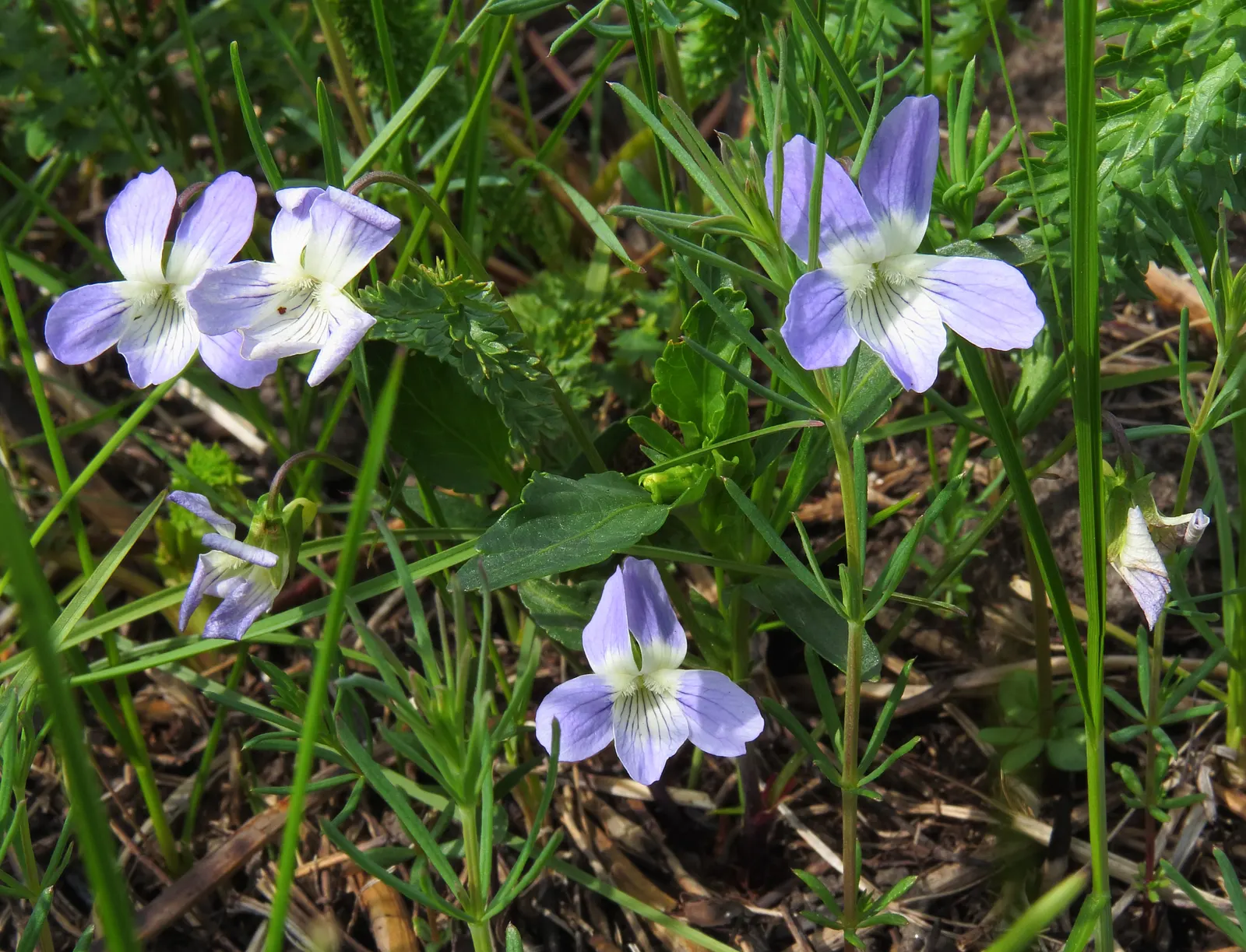 Dog Violet (Viola Adunca) — reaching a mature height of 2-4 inches with a similar spread; preferring well-drained soil