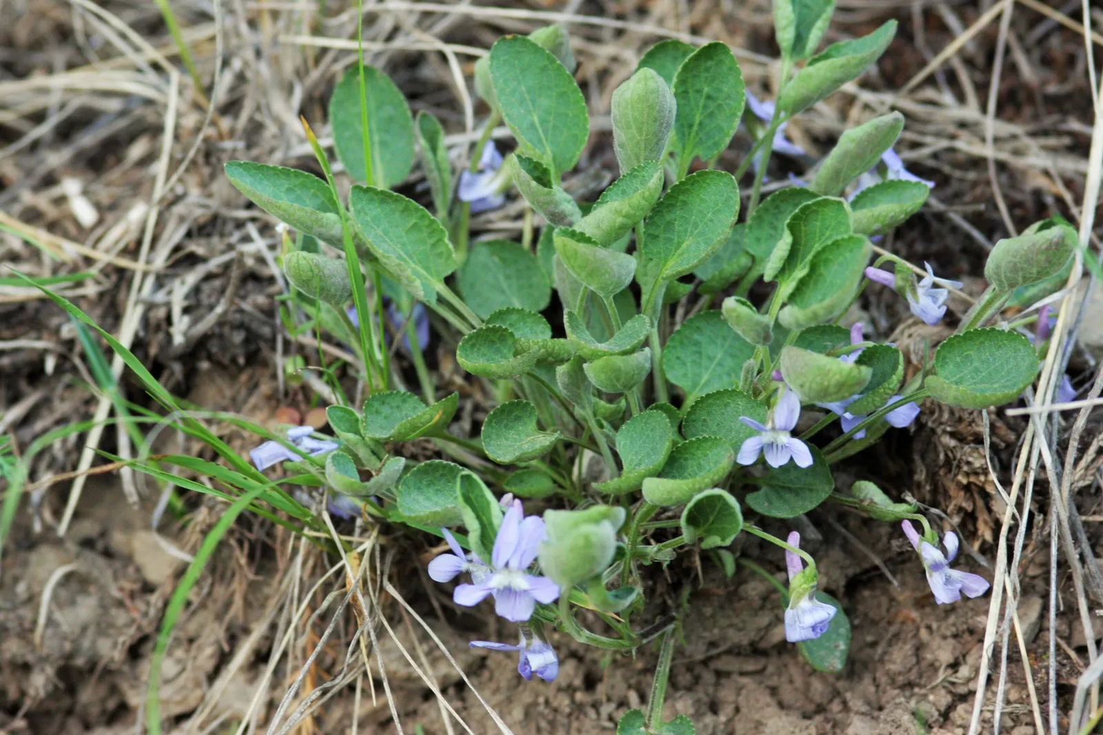 Dog Violet (Viola Adunca) — Preferring well-drained soil; the Dog Violet requires moderate moisture levels; regular watering is recommended, image 164