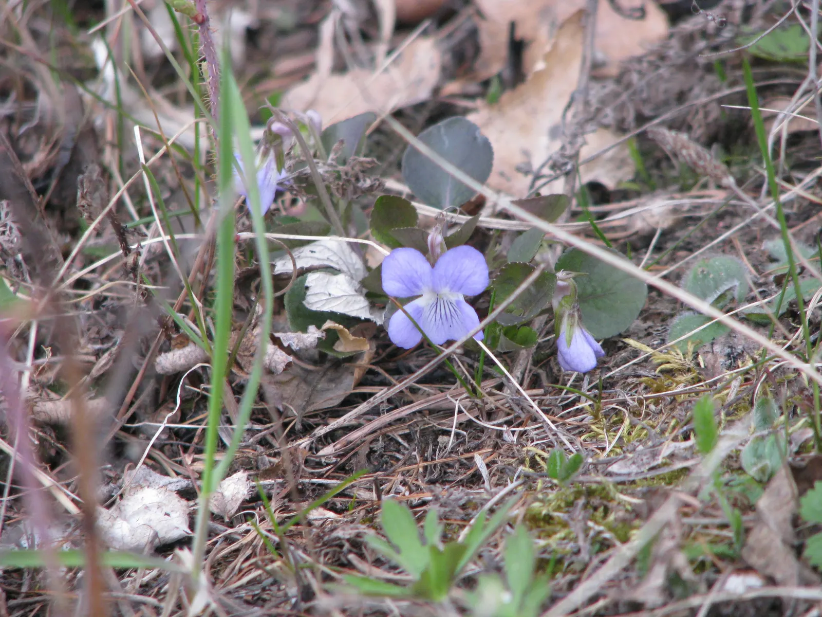 Dog Violet (Viola Adunca) — Ideal for woodland gardens, this species offers both aesthetic appeal and support for local pollinators; it is, image 157