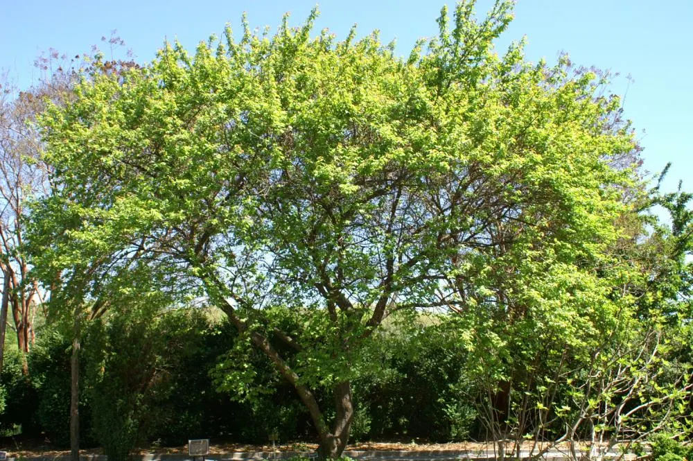 Peggy Clarke Japanese Apricot (Prunus Mume 'Peggy Clarke') — cherished for its profuse