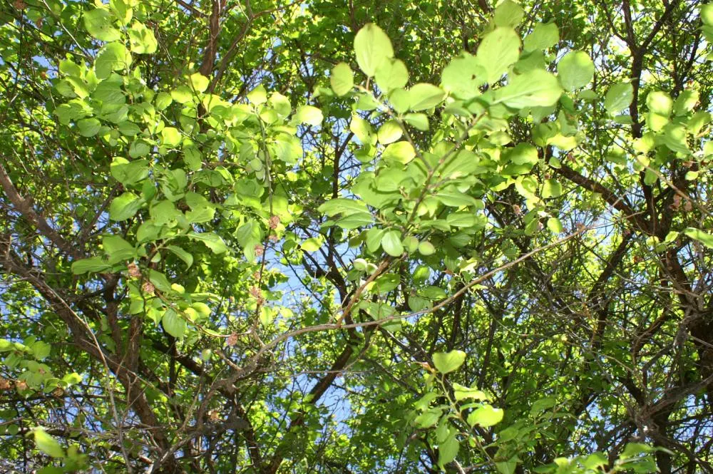 Peggy Clarke Japanese Apricot (Prunus Mume 'Peggy Clarke') — Ideal for accent or specimen use, it adapts to a range of soil types