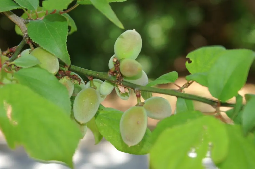 Peggy Clarke Japanese Apricot (Prunus Mume 'Peggy Clarke') — This ornamental tree grows to a mature height of 15-20 feet with a spread of 15-20 feet