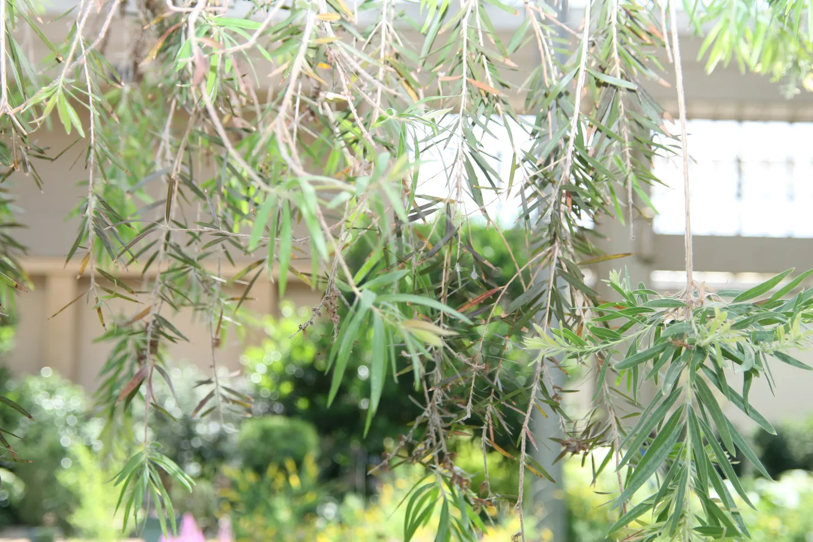 Weeping Bottlebrush (Callistemon Viminalis) — scientifically known as Callistemon viminalis; it typically reaches heights of 15 to 20 feet with a, image 149