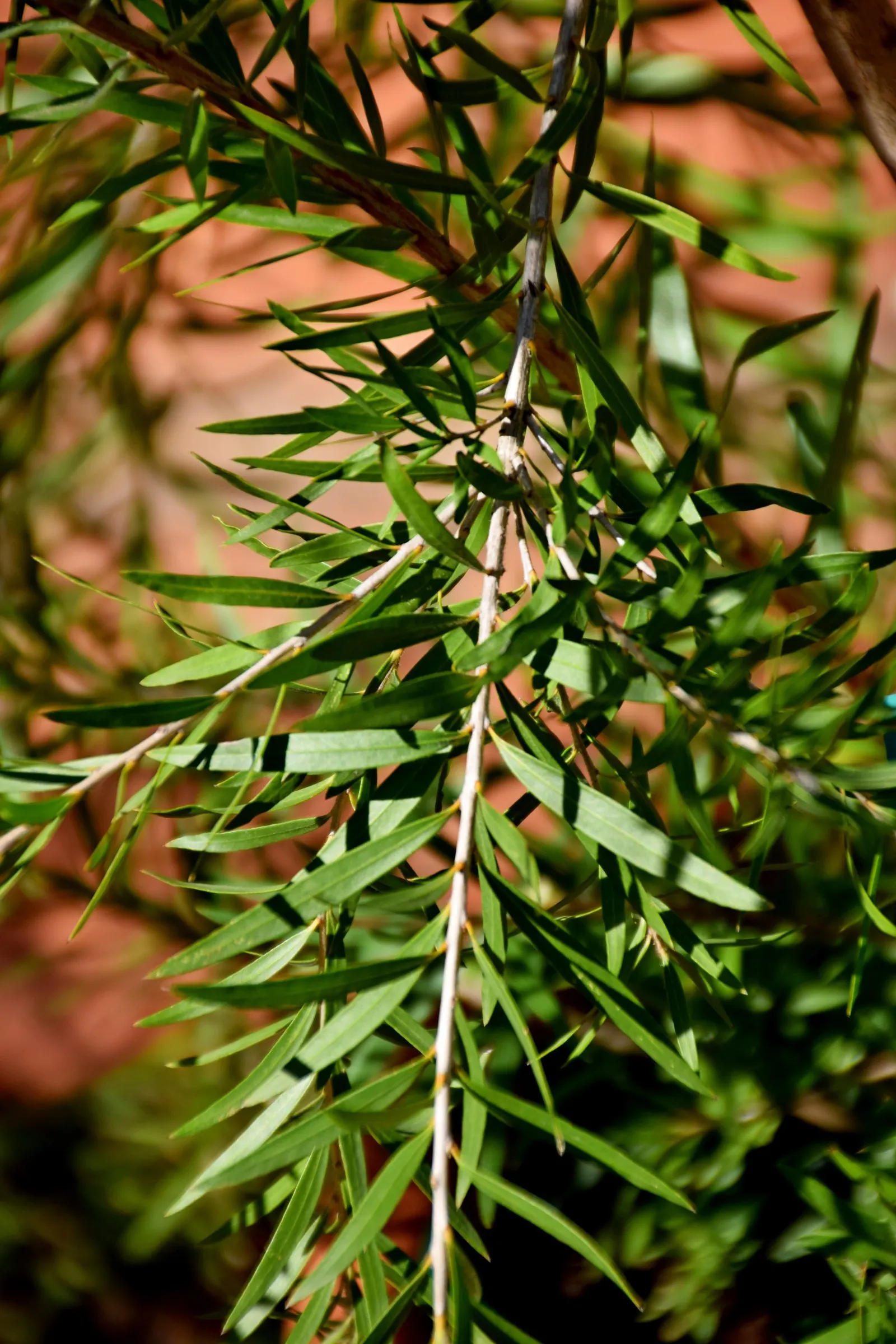 Weeping Bottlebrush (Callistemon Viminalis) — tree for full or half; ensuring a captivating garden spectacle year-round
