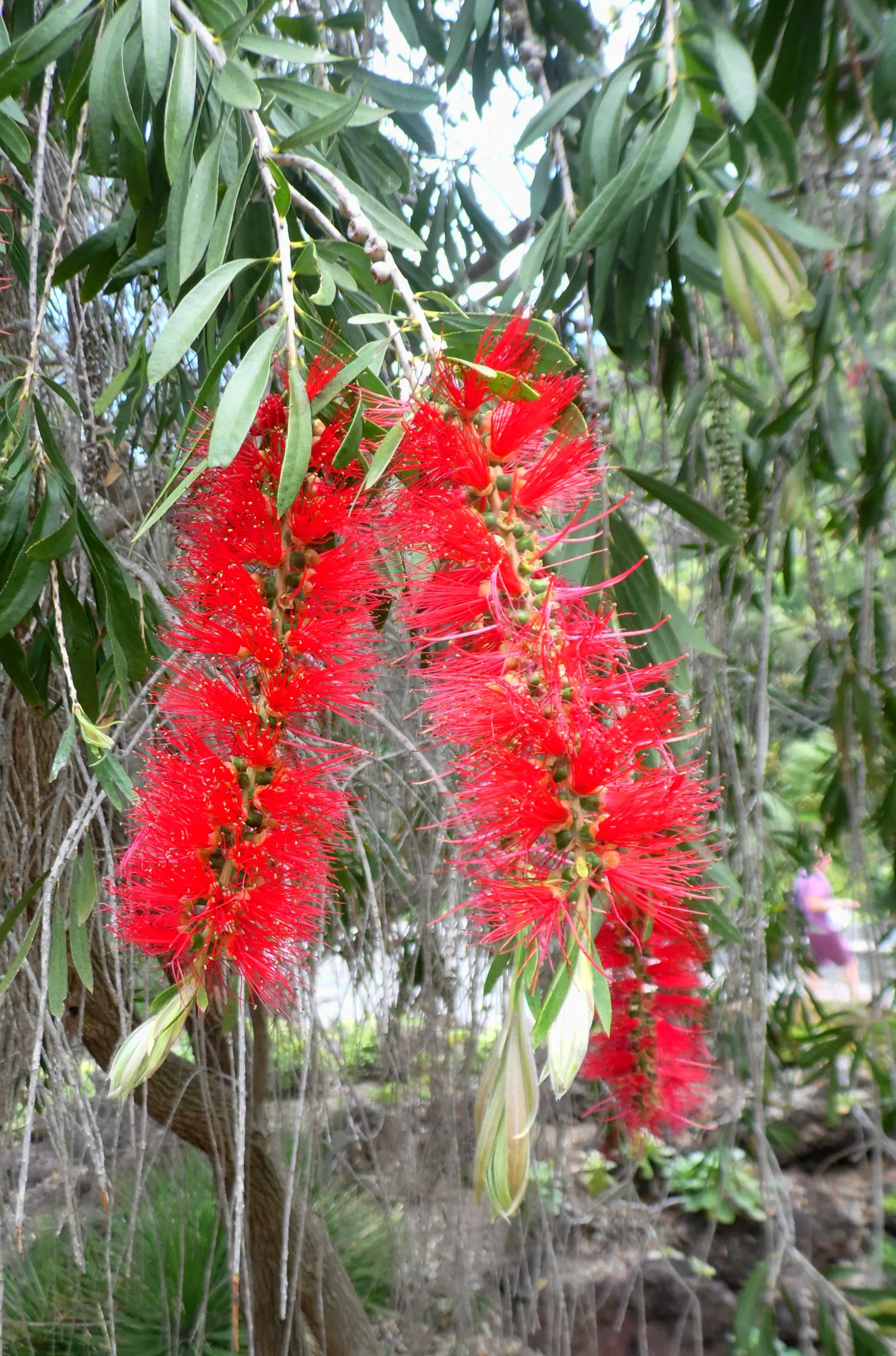 Weeping Bottlebrush (Callistemon Viminalis) — It typically reaches heights of 15 to 20 feet with a spread of about 10 to 15 feet; scientifically, image 152