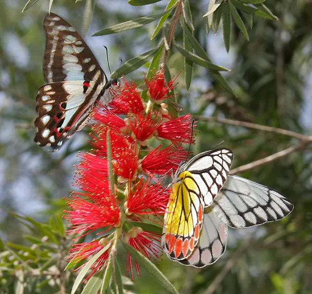 Weeping Bottlebrush (Callistemon Viminalis) — lance-shaped leaves that range from 3 to 6 inches in length; suited for USDA zones 9-11, it thrives in full sun