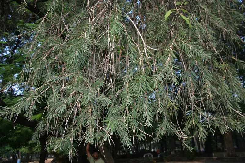 Weeping Bottlebrush (Callistemon Viminalis) — tree for full or half; ensuring a captivating garden spectacle year-round, image 96