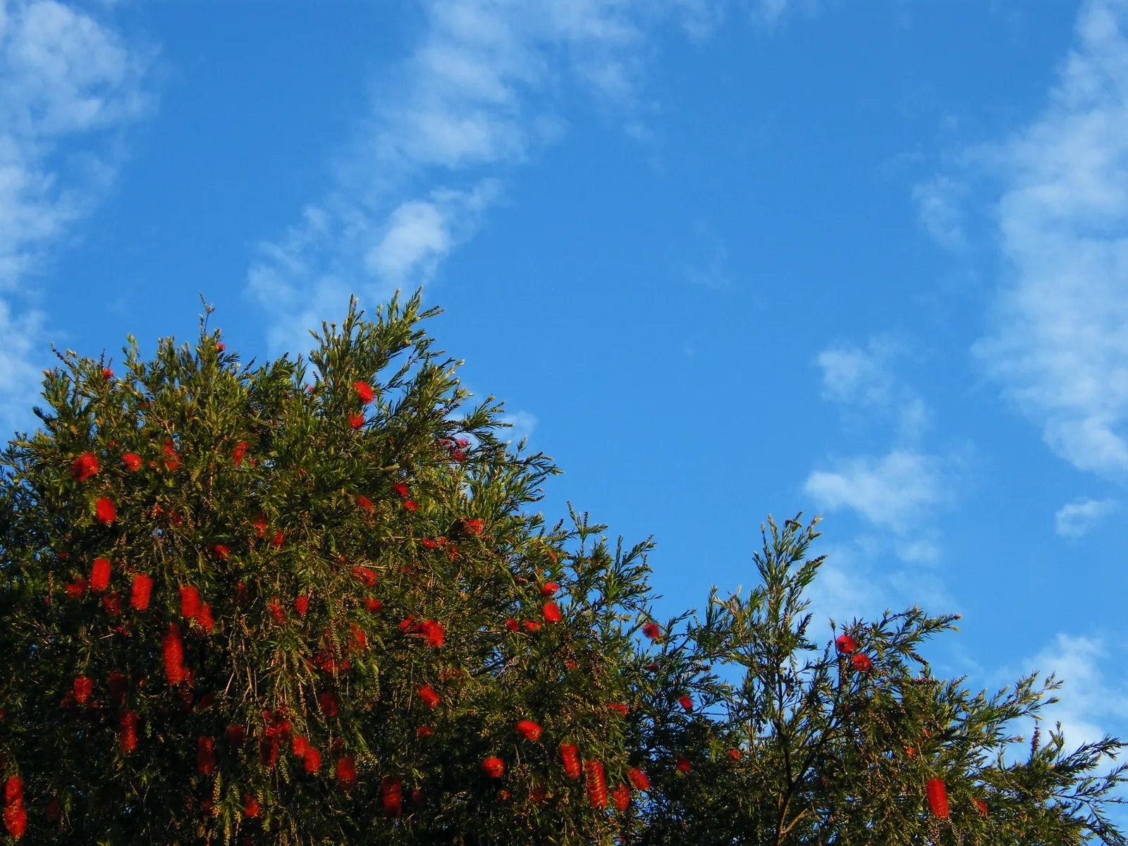 Weeping Bottlebrush (Callistemon Viminalis) — though occasional pruning may be necessary to maintain its shape and encourage prolific blooming, image 65