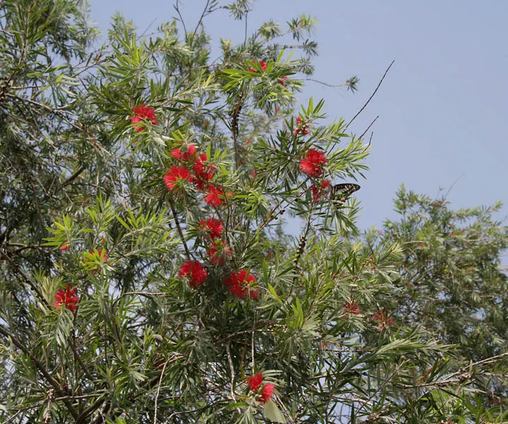 Weeping Bottlebrush (Callistemon Viminalis) — red flowers in the garden; originating from Australia, this plant is favored for its unique, striking, image 118