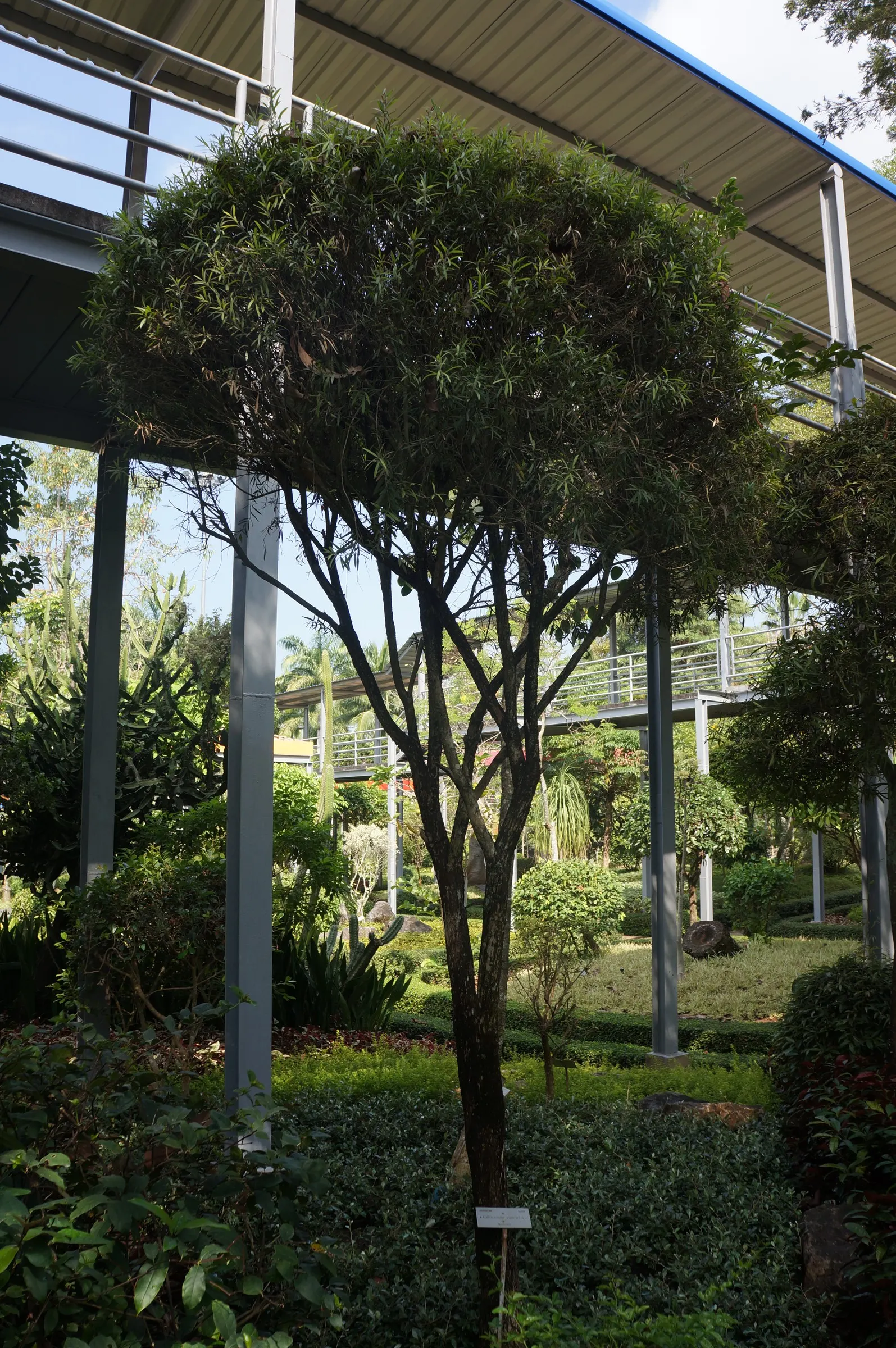 Weeping Bottlebrush (Callistemon Viminalis) — though occasional pruning may be necessary to maintain its shape and encourage prolific blooming, image 89