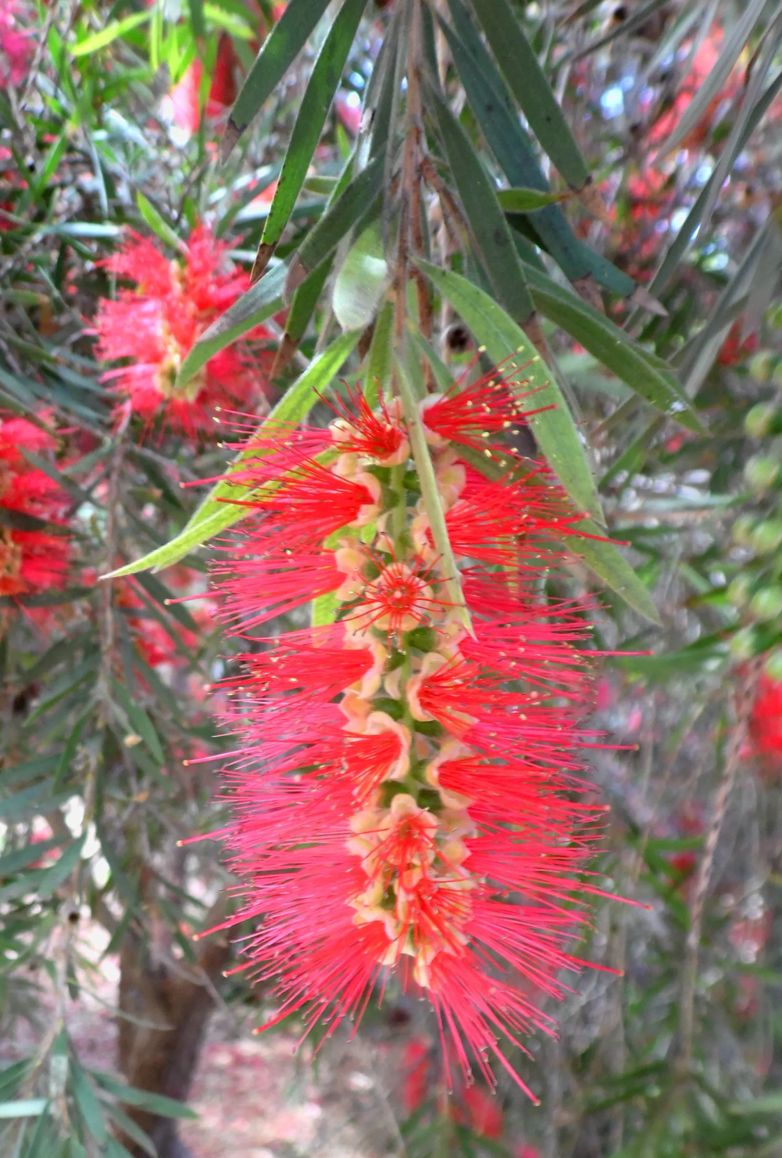 Weeping Bottlebrush (Callistemon Viminalis) — tree with red blooms; brush-like inflorescences, image 95