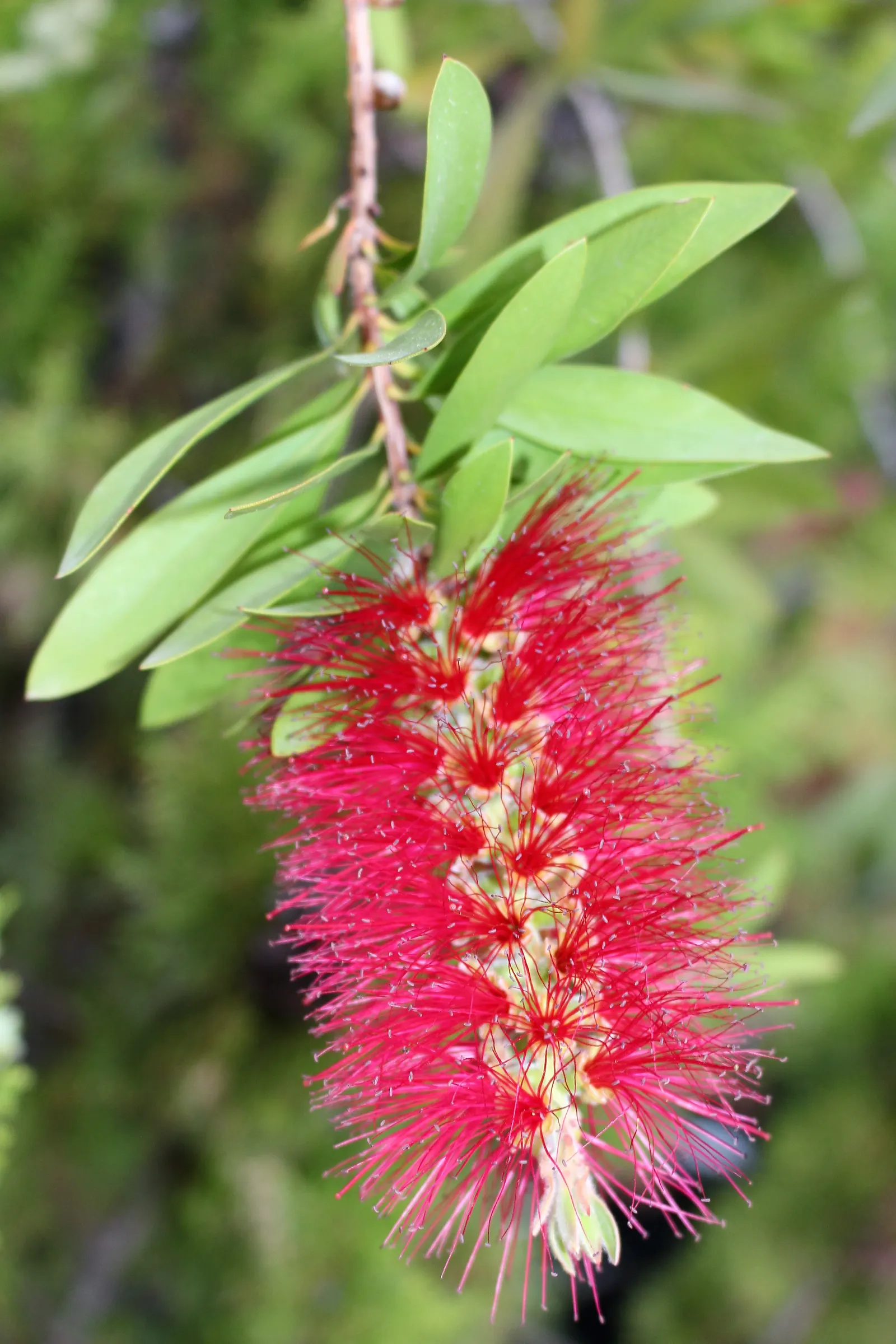 Weeping Bottlebrush (Callistemon Viminalis) — It is hardy to USDA zones 9 through 11 and is drought-tolerant once established, requiring minimal watering
