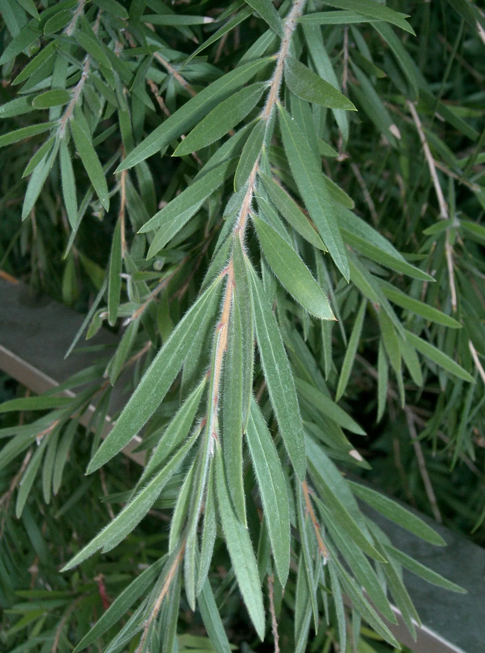 Weeping Bottlebrush (Callistemon Viminalis) — Suited for USDA zones 9-11, it thrives in full sun with moderate water; lance-shaped leaves that, image 146