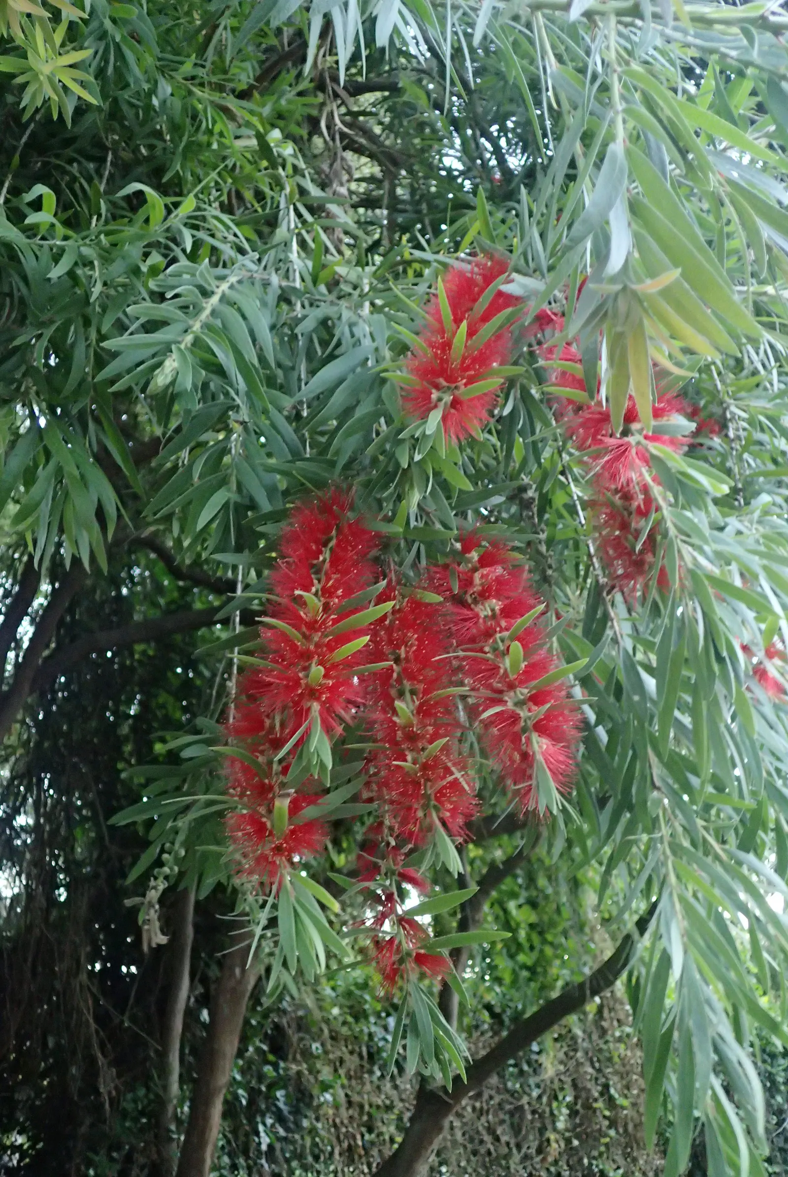 Weeping Bottlebrush (Callistemon Viminalis) — which droop gracefully and are covered in narrow; enduring selection for any landscape design, image 58