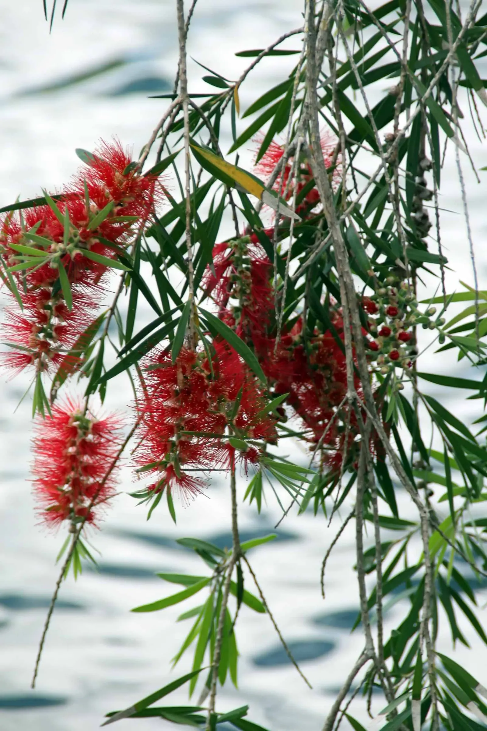 Weeping Bottlebrush (Callistemon Viminalis) — this plant offers an exquisite blend of beauty and resilience; though occasional pruning may be, image 116