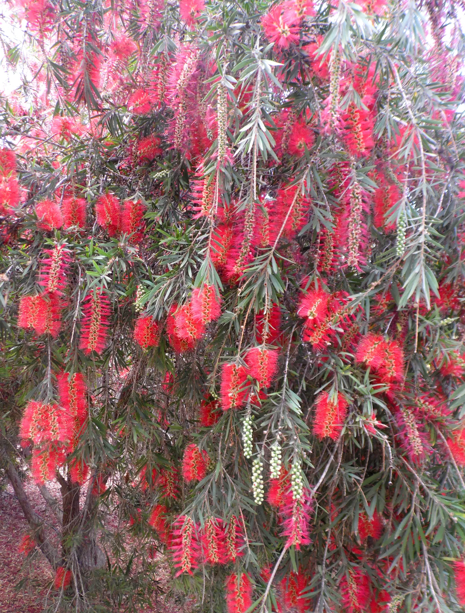 Weeping Bottlebrush (Callistemon Viminalis) — ensuring a captivating garden spectacle year-round