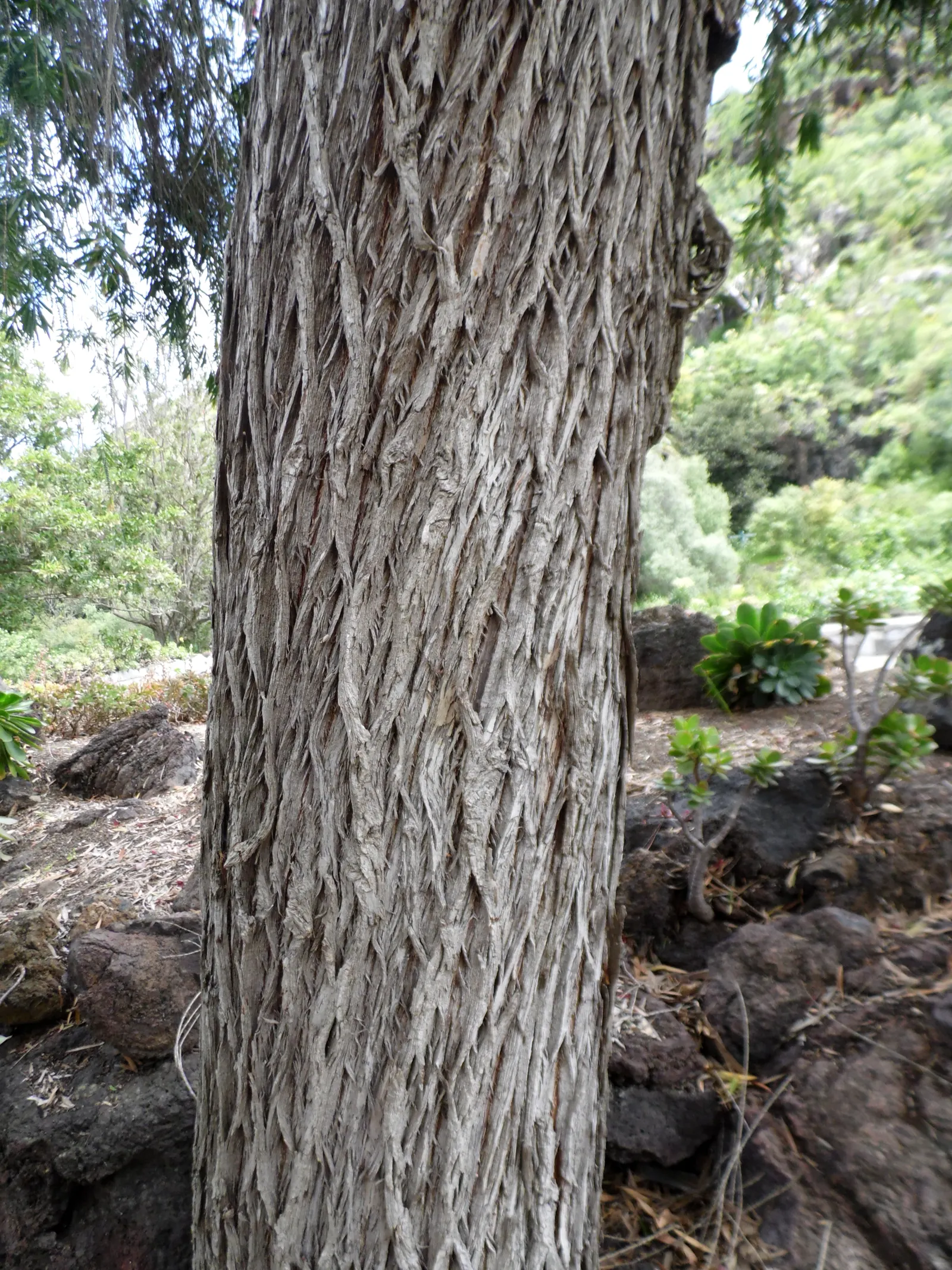 Weeping Bottlebrush (Callistemon Viminalis) — ensuring a captivating garden spectacle year-round; tree for full or half, image 117