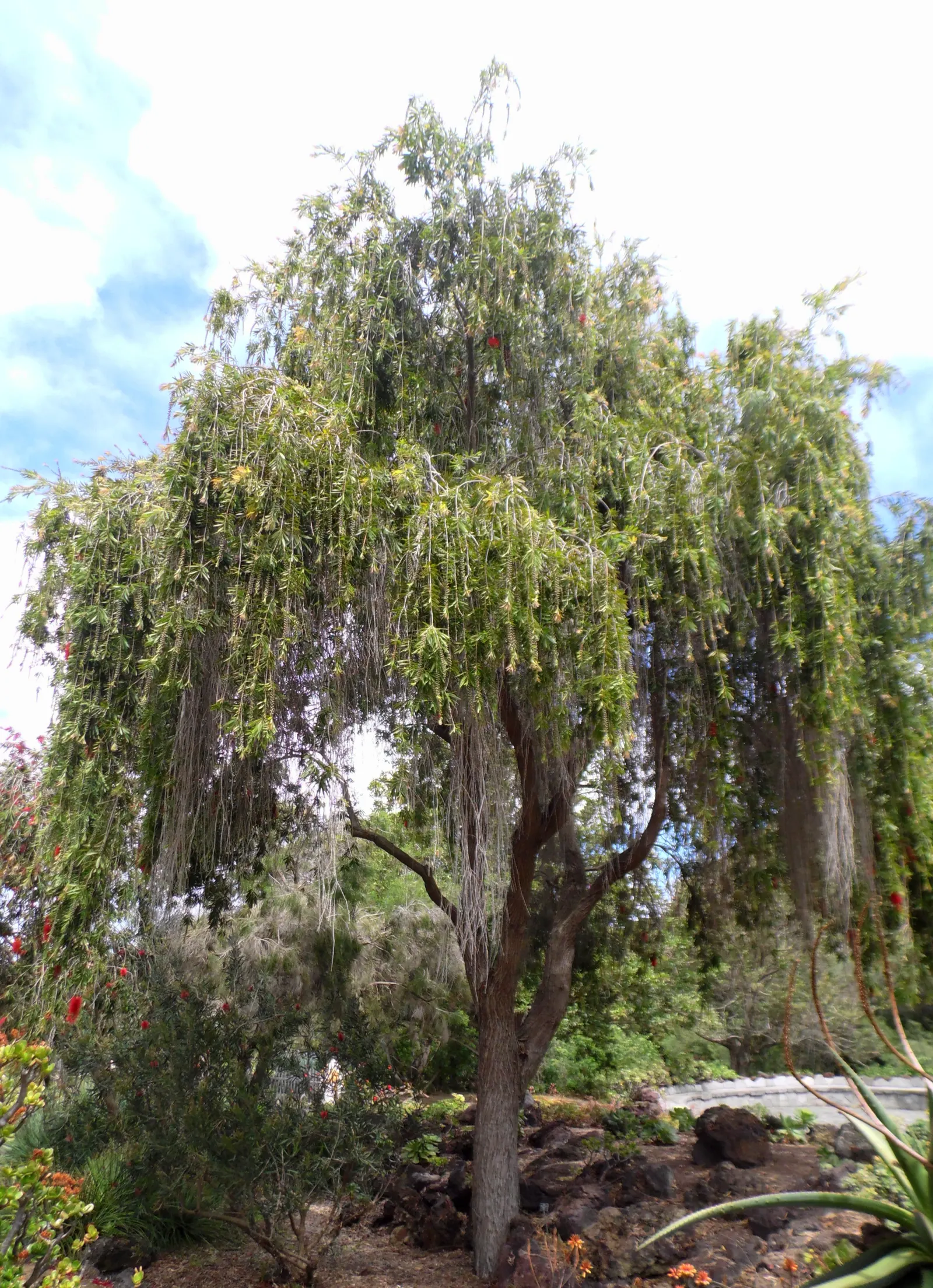Weeping Bottlebrush (Callistemon Viminalis) — Its distinctive red brush-like flowers bloom spring through summer, attracting hummingbirds and, image 25