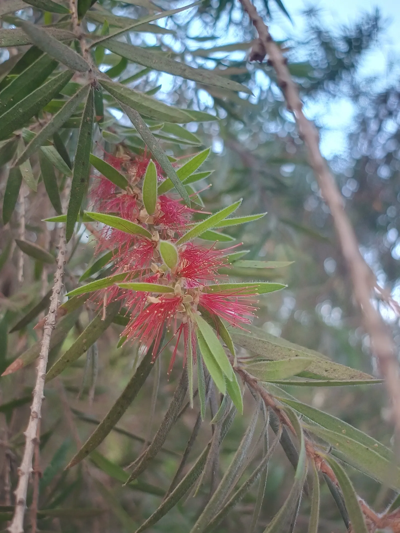 Weeping Bottlebrush (Callistemon Viminalis) — brush-like inflorescences; tree with red blooms, image 86