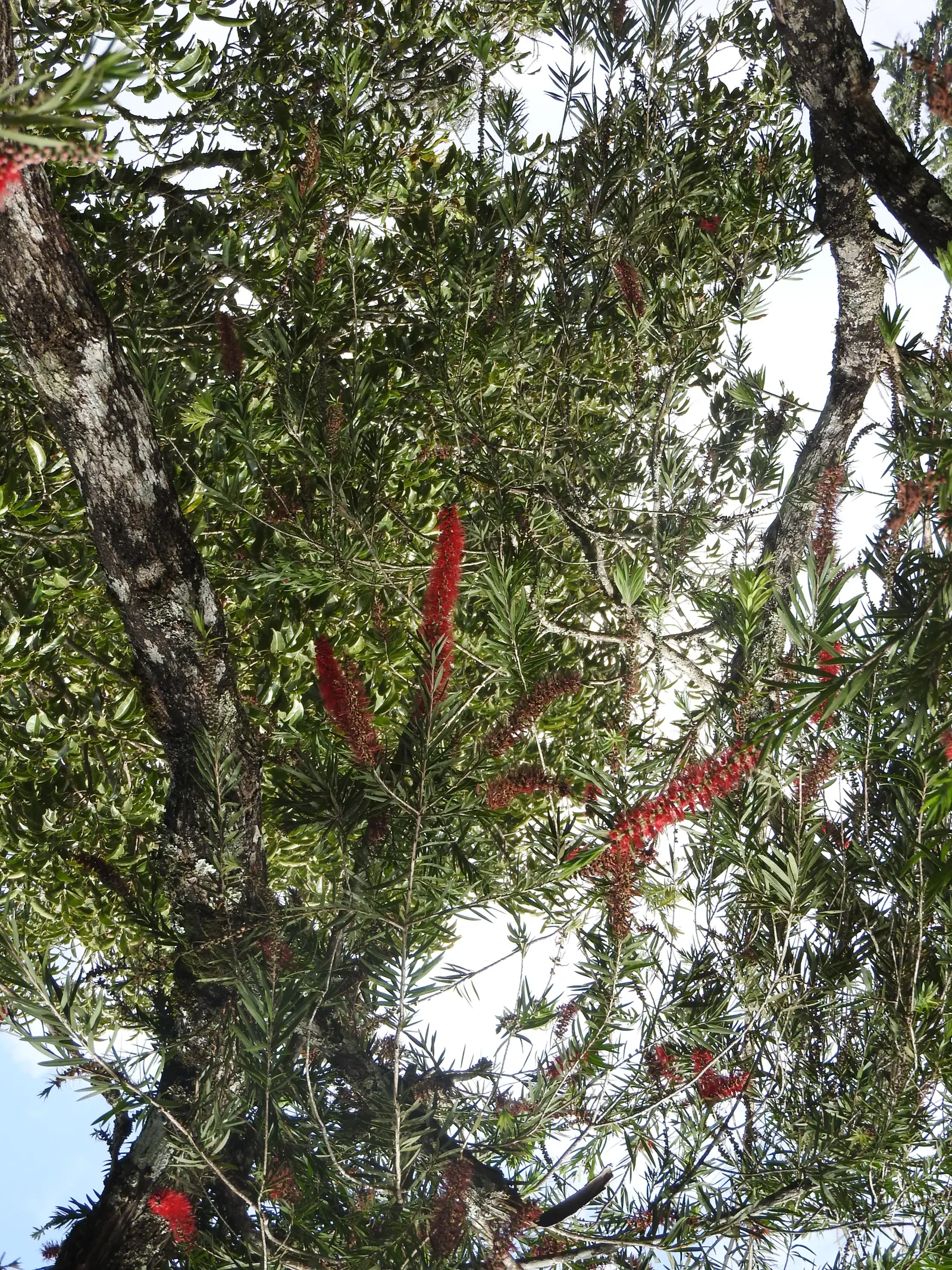 Weeping Bottlebrush (Callistemon Viminalis) — this plant offers an exquisite blend of beauty and resilience; though occasional pruning may be, image 68